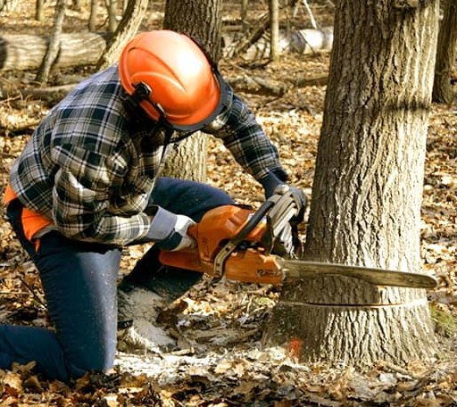 Tree Removal in Arlington, TX